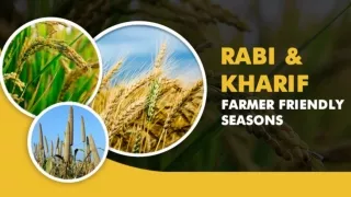 Why Rabi and Kharif Season Is Best For Farming?