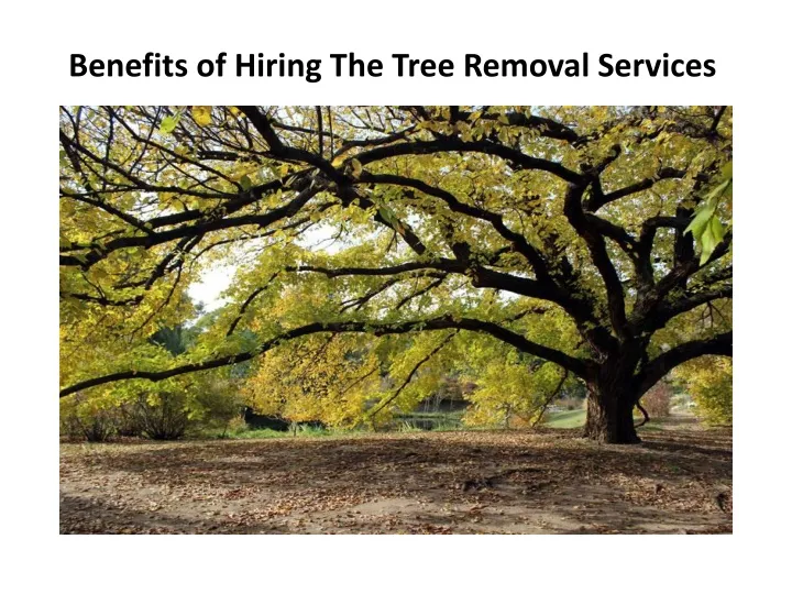 benefits of hiring the tree removal services