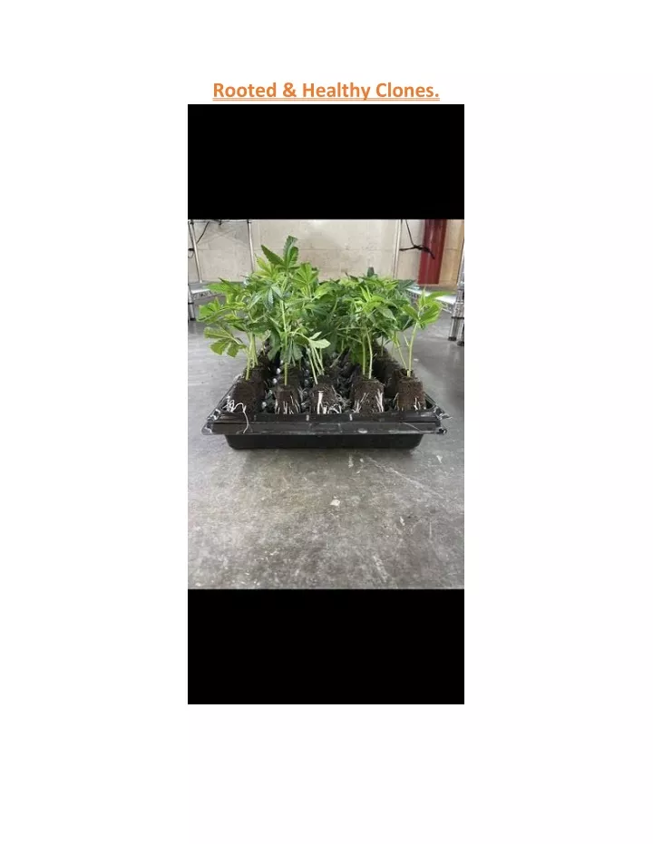 rooted healthy clones