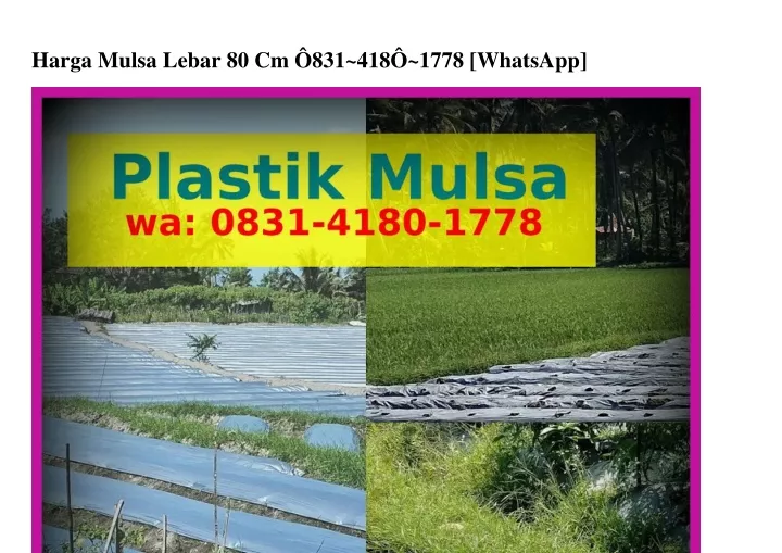 harga mulsa lebar 80 cm 831 418 1778 whatsapp