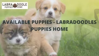 AVAILABLE PUPPIES - LABRADOODLES PUPPIES HOME