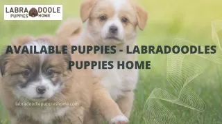 AVAILABLE PUPPIES - LABRADOODLES PUPPIES HOME