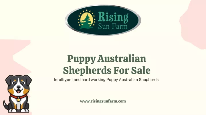 puppy australian shepherds for sale intelligent