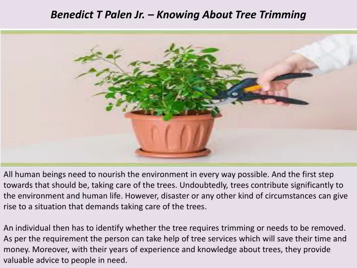 benedict t palen jr knowing about tree trimming