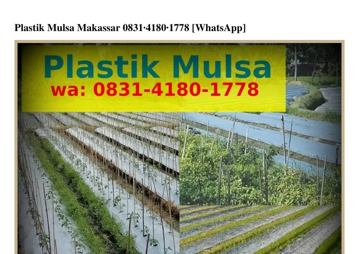 plastik mulsa makassar 0831 4180 1778 whatsapp