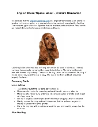 english cocker spaniel about creature companion