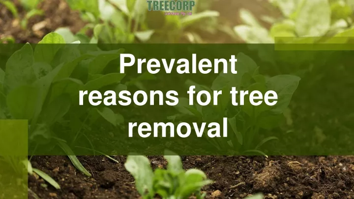 prevalent reasons for tree removal