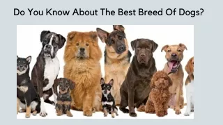 Do You Know About The Best Breed Of Dogs