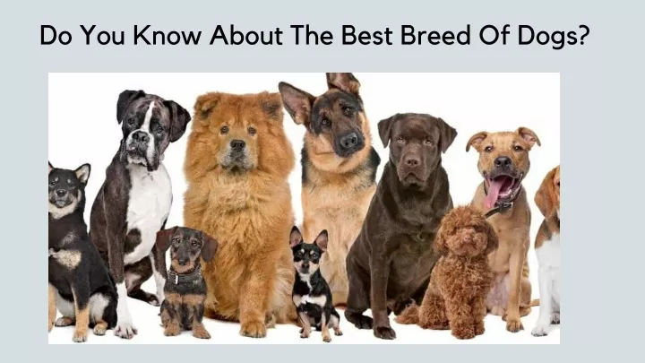 do you know about the best breed of dogs
