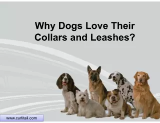 Why dogs love their collars and leashes