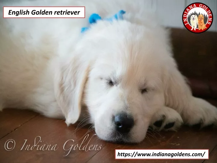 english golden retriever