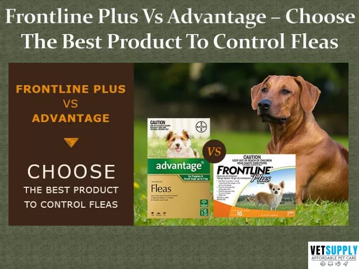 frontline plus vs advantage choose the best product to control fleas