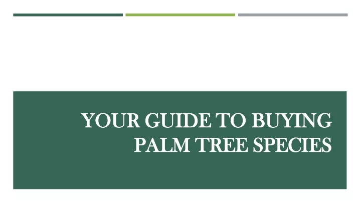 your guide to buying palm tree species