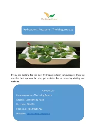 hydroponics singapore-converted