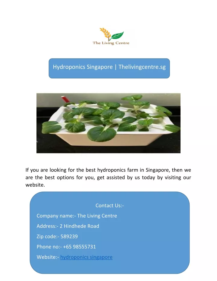 hydroponics singapore thelivingcentre sg