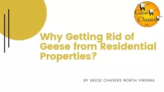 Why Getting Rid of Geese from Residential Properties