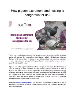 How pigeon excrement and nesting is dangerous for us ?