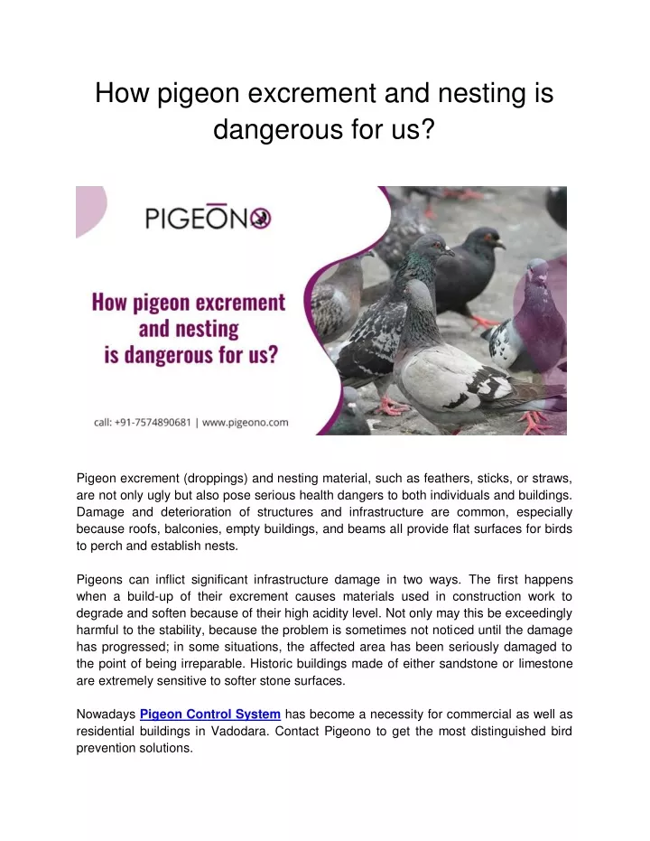 how pigeon excrement and nesting is dangerous