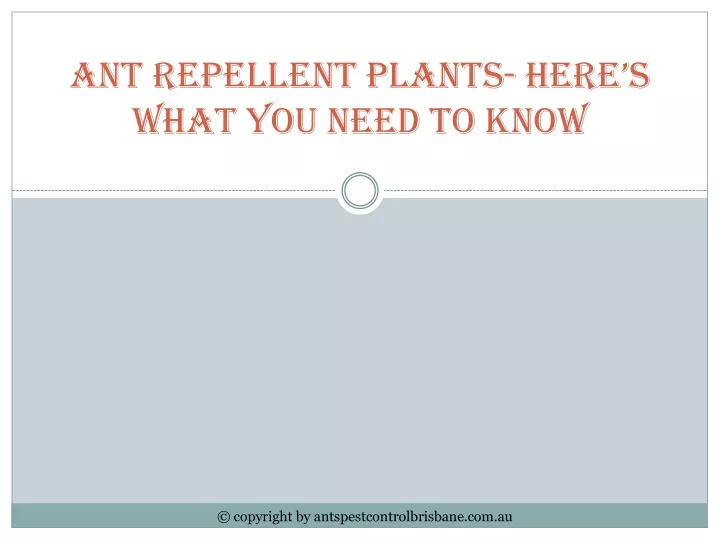 ant repellent plants here s what you need to know