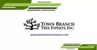 Tree service near me in USA from Town Branch Tree Expert