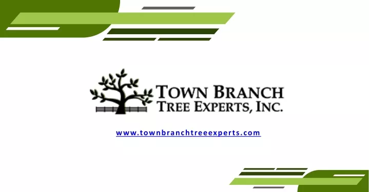 www townbranchtreeexperts com