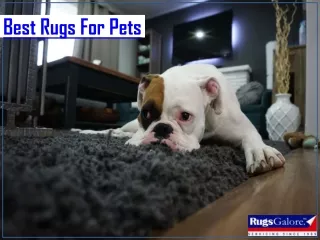 Best Rugs For Pets