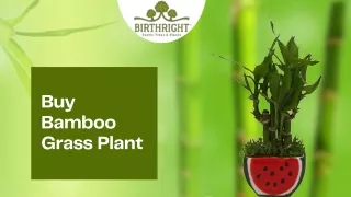 Buy Bamboo Grass Plant