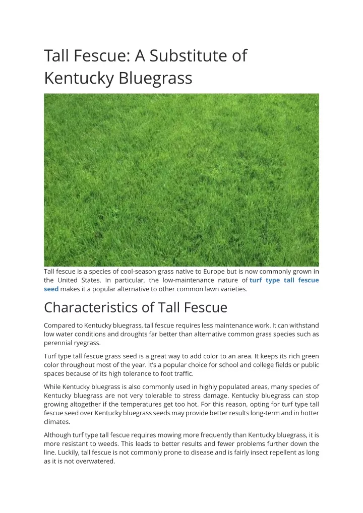tall fescue a substitute of kentucky bluegrass