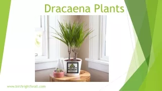 How to Care for a Dracaena Houseplant