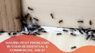 Pest control solutions in Mission