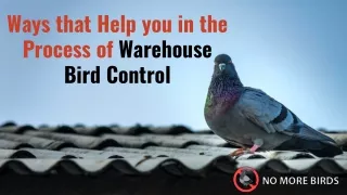 Ways that Help you in the Process of Warehouse Bird Control