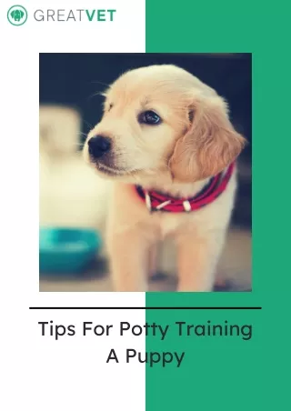 tips for potty training a puppy