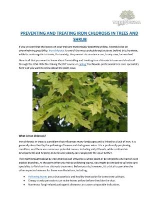 PREVENTING AND TREATING IRON CHLOROSIS IN TREES AND SHRUB
