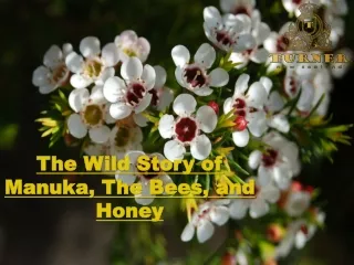 The Wild Story of Manuka, The Bees, and Honey
