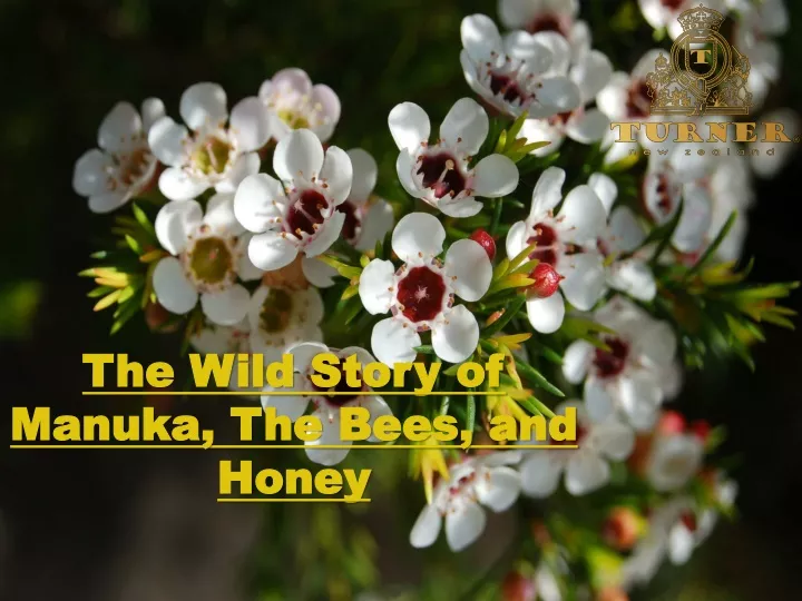 the wild story of manuka the bees and honey