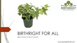 Real English Ivy Plant | Buy English Ivy Online