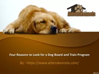 four reasons to look for a dog board and train program