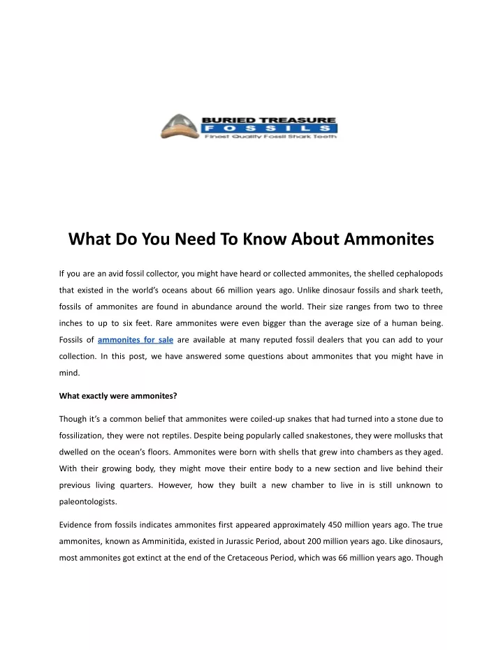 what do you need to know about ammonites