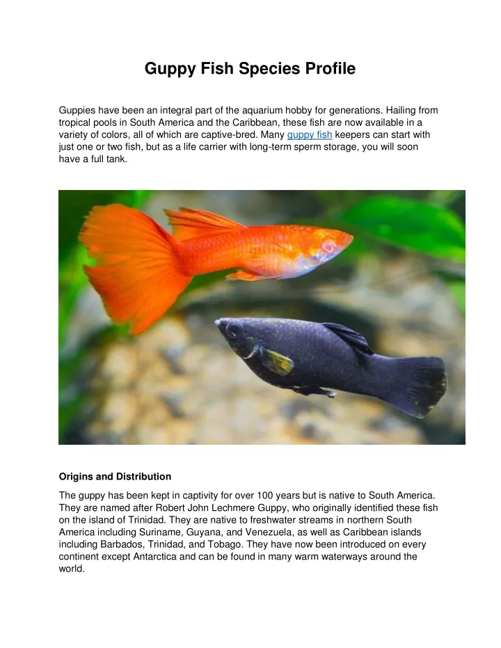 guppy fish species profile