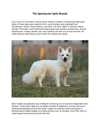 the spectacular spitz breeds