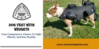 Dog vest with weights