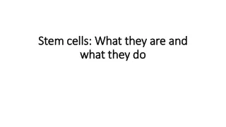 stem cells what they are and what they do