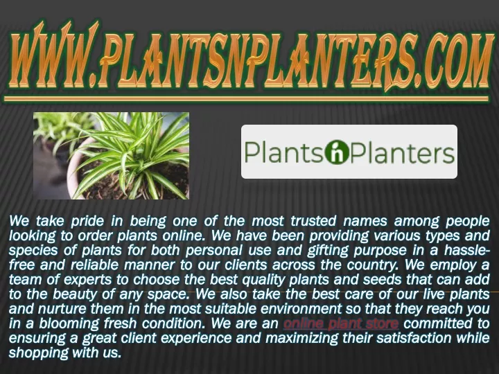 www plantsnplanters com