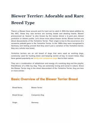 Biewer Terrier: Adorable and Rare Breed Type