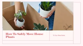 How To Safely Move House Plants To Your New Home