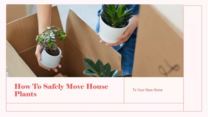 how to safely move house plants