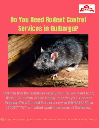 Do You Need Rodent Control Services in Gulbarga-pepstoppestcontrol.com_