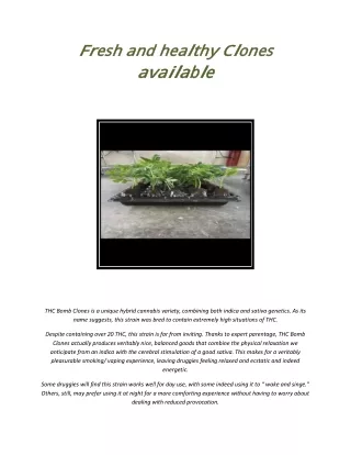 Fresh and healthy Clones available