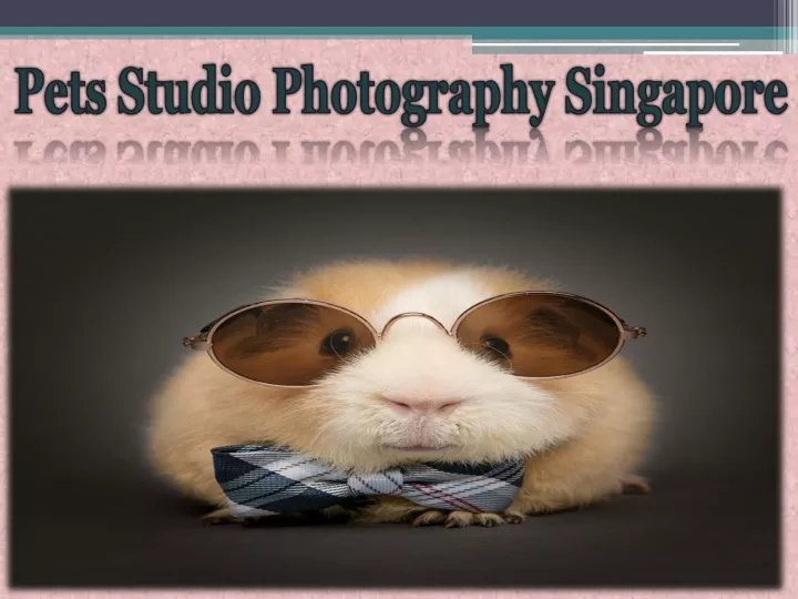 pets studio photography singapore