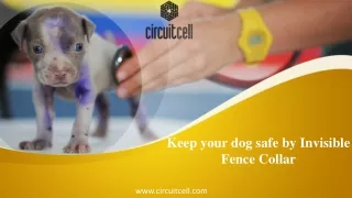 Keep your dog safe by Invisible Fence Collar